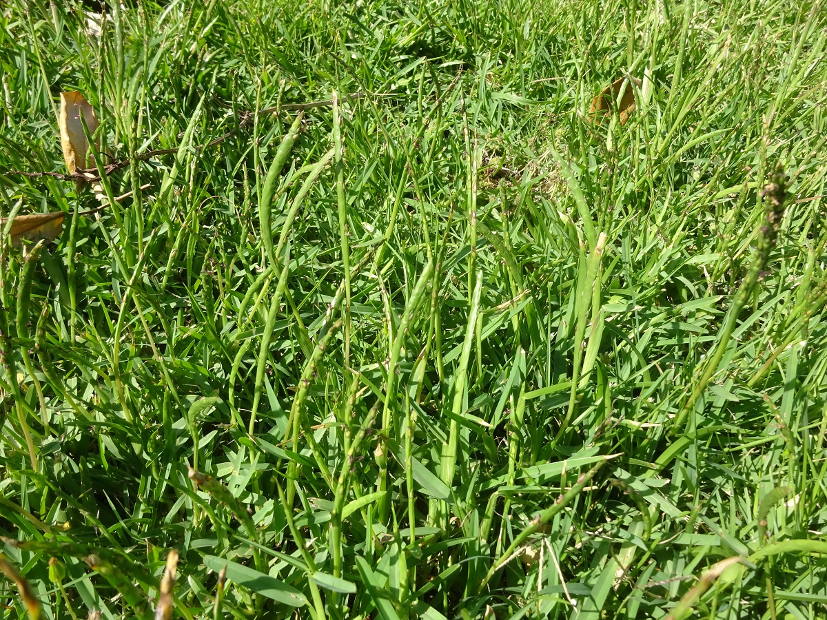 Stenotaphrum secundatum (Poaceae)